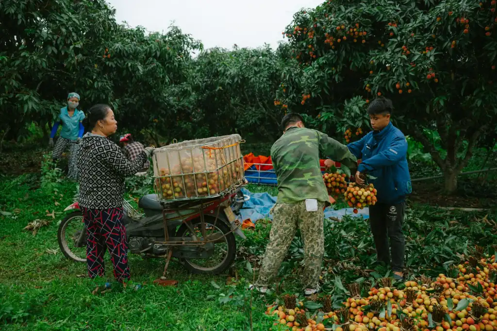 广西荔枝鲜果供应稳定性提升路径：从果园管理到冷链配送的实践正文配图 1