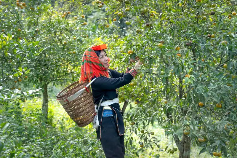 广西鲜果供应链品质管控方案：从产地分级到冷链配送的优化路径正文配图 1