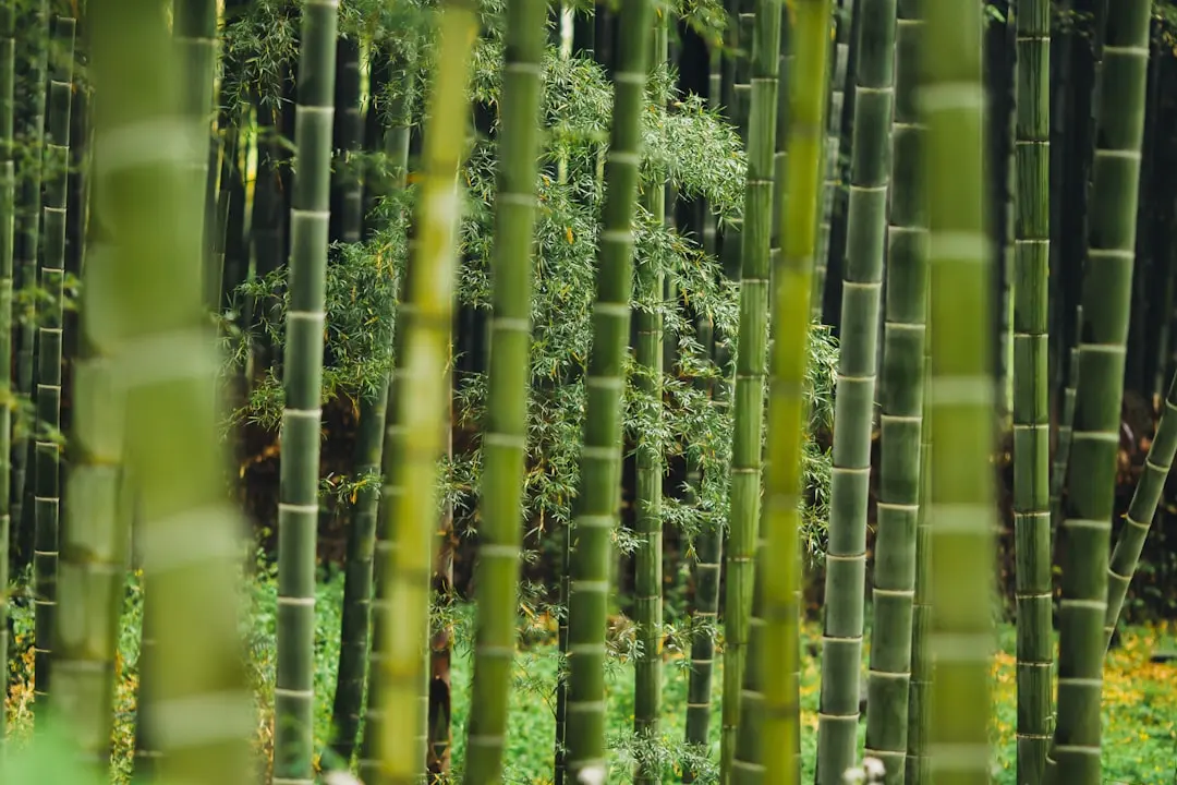 广西荔枝鲜果供应稳定性提升路径：从果园管理到冷链配送的实践